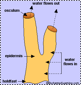 Sponge flow